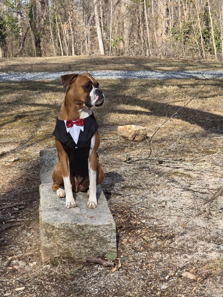 Entry image for Maverick . Clicking this image will show a larger photo