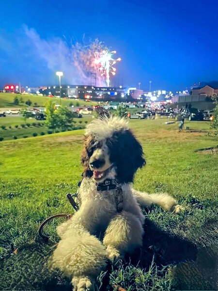 Entry image for Banyan. Clicking this image will show a larger photo