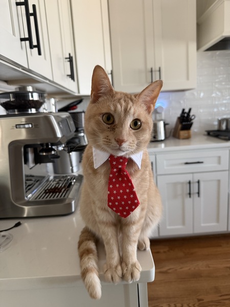 Entry image for Sanders. Clicking this image will show a larger photo