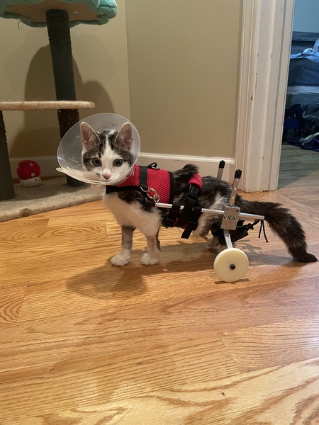 Entry image for Gideon. Clicking this image will show a larger photo