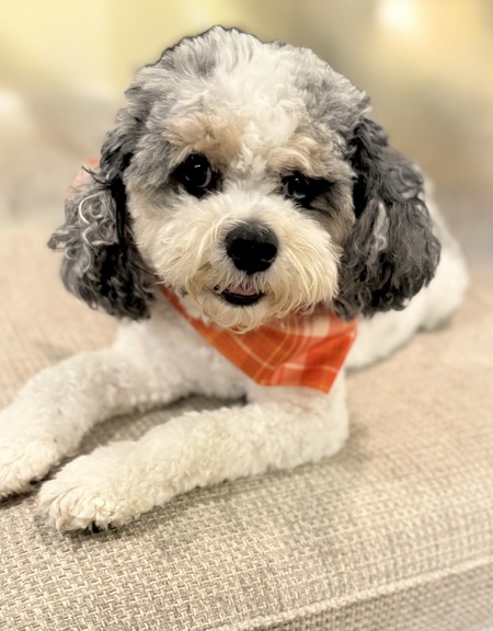 Entry image for Archie the Icon. Clicking this image will show a larger photo