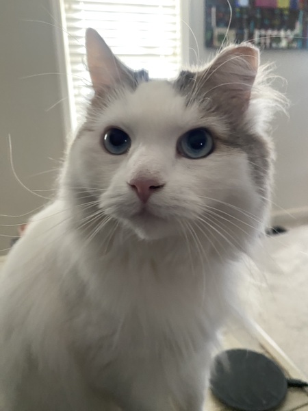 Entry image for Mini. Clicking this image will show a larger photo