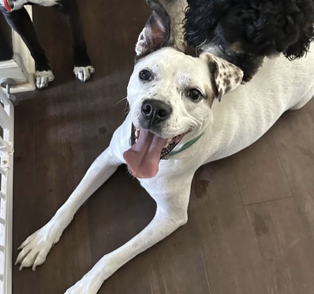 Entry image for Leche. Clicking this image will show a larger photo