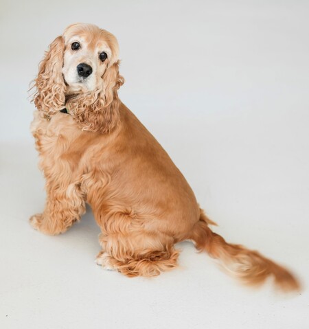 Entry image for Bella . Clicking this image will show a larger photo