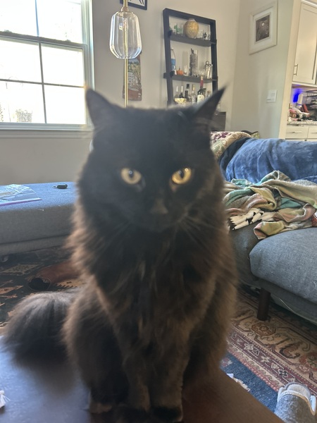 Entry image for Dee Cee. Clicking this image will show a larger photo