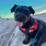 Entry image for Ruby