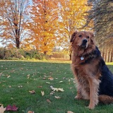 Entry image for Gemma