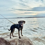 Entry image for Indy Bean Wilhite