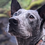 Entry image for Cobalt 