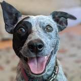 Entry image for Indigo 