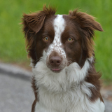 Entry image for Sheena