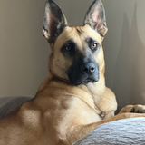 Entry image for Gemma