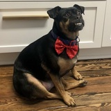 Entry image for Banjo