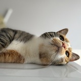 Entry image for Caliente "Callie"