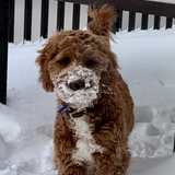 Entry image for Bindi