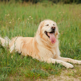 Entry image for Palmer