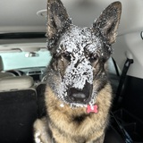 Entry image for Bella