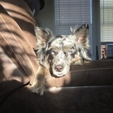 Entry image for Raven