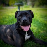 Entry image for Onyx