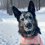 Entry image for Fenrir