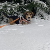 Entry image for Zeek