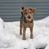 Entry image for Banjo 