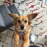 Entry image for Simon