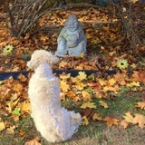 Entry image for Baxter