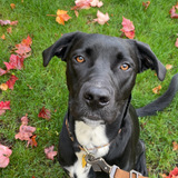 Entry image for Oswald “Ozzy” Blue Bramer