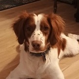 Entry image for Remy