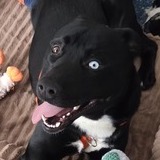 Entry image for Onyx