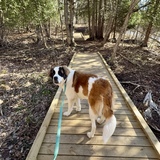 Entry image for Maisey