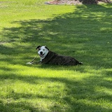 Entry image for Roscoe