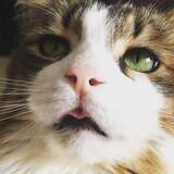 Entry image for Milo