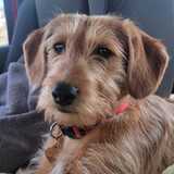 Entry image for Dewy