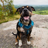 Entry image for Tito