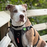 Entry image for Stella