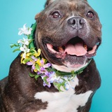 Entry image for Bronx