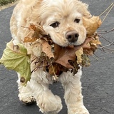 Entry image for Bruce