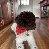 Entry image for Jasper