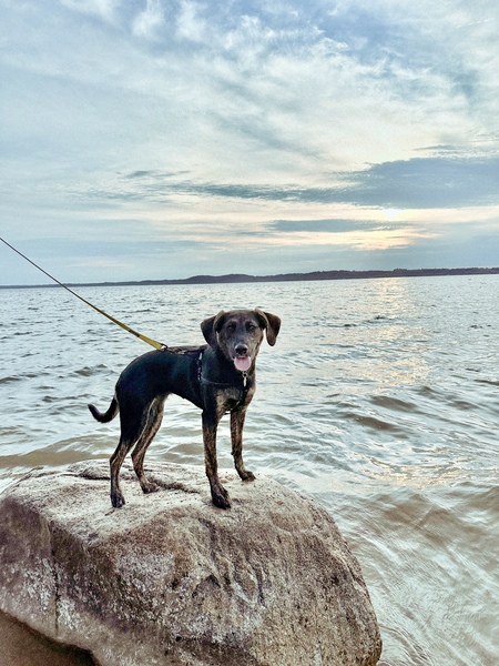 Entry image for Indy Bean Wilhite. Clicking this image will show a larger photo