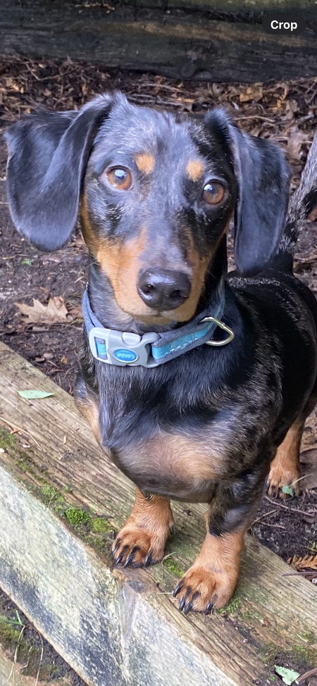 Entry image for Gunner. Clicking this image will show a larger photo