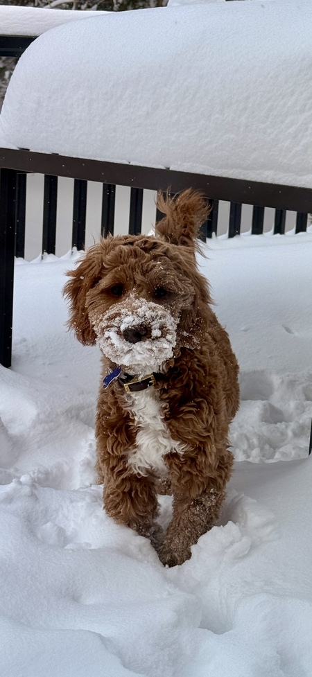 Entry image for Bindi. Clicking this image will show a larger photo