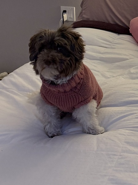 Entry image for Evie. Clicking this image will show a larger photo