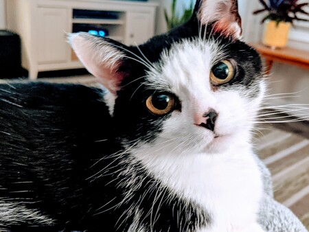 Entry image for Bug. Clicking this image will show a larger photo