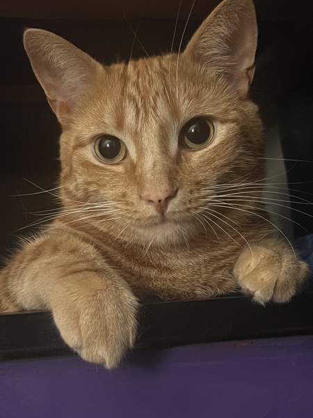 Entry image for Pippin. Clicking this image will show a larger photo