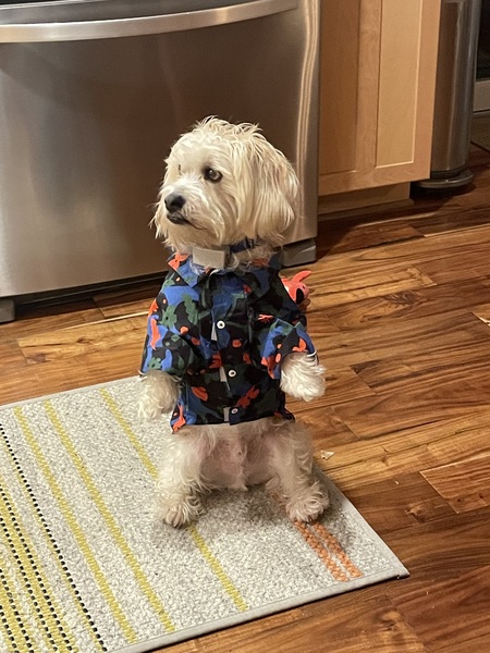 Entry image for Harry. Clicking this image will show a larger photo