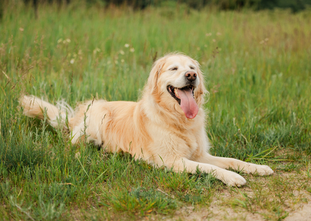 Entry image for Palmer. Clicking this image will show a larger photo