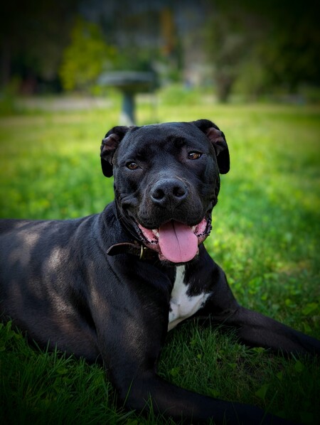 Entry image for Onyx. Clicking this image will show a larger photo