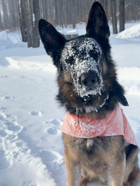 Entry image for Fenrir. Clicking this image will show a larger photo